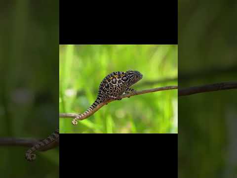 Video: Jacksonov kameleon: opis, fotografija, vsebine