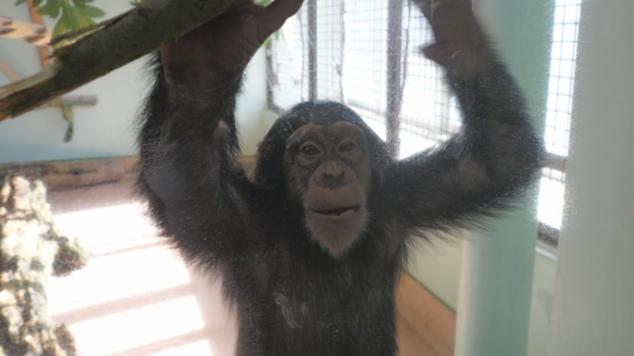Rampage Ren Kumamoto City Zoo, Chimpanzee, 202601 - YouTube