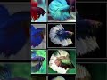 part 43/Types of fish in the world