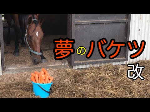 にんじんたっぷり‼あかつき君の夢のバケツ　改【馬が食べるシリーズ】【ASMR】