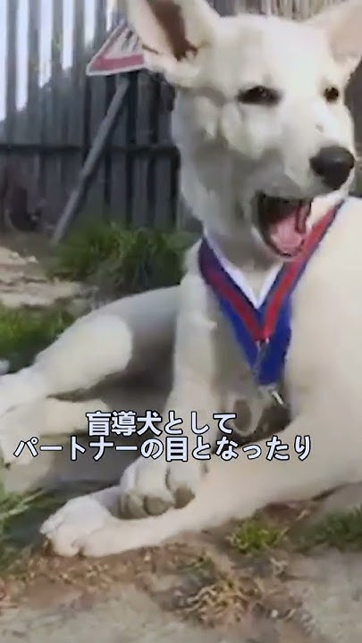 ペットにしたい犬の紹介 カナーンドッグ 犬好きさんと繋がりたい 犬のいる暮らし 図鑑 dog YouTube