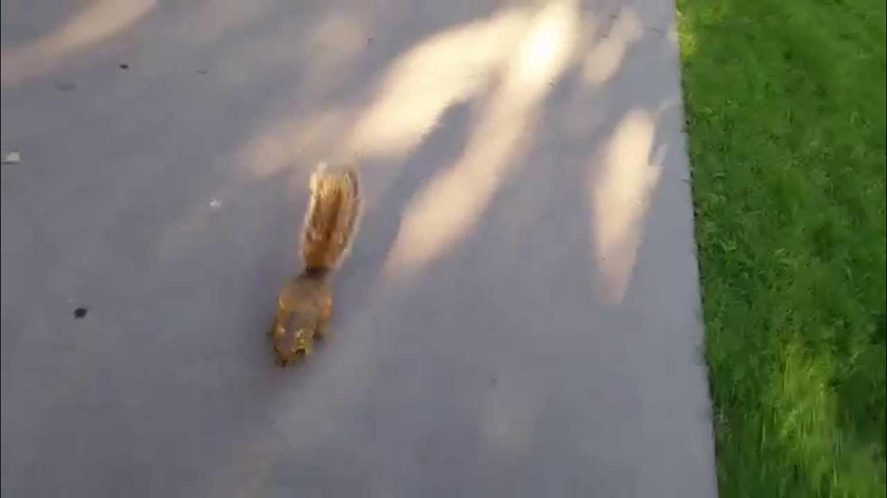 Squirrels kept following me YouTube