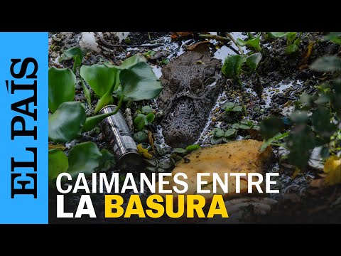 BRASIL | Caimanes de Río de Janeiro en peligro de extinción por la expansión urbana | EL PAÍS