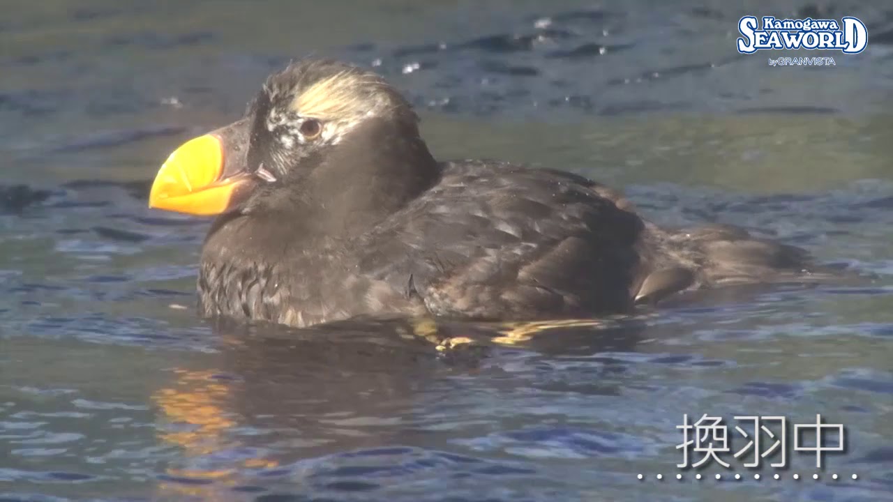 Vol.156～エトピリカの衣替え～｜鴨川シーワールド-東京・千葉の水族館