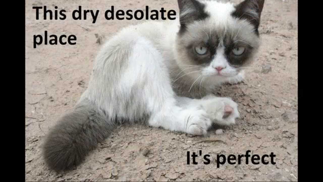 grumpy cat meme - YouTube