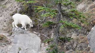 Mountain Goat rock climbing video-4k Nature (Ultra HD) | Nature's Sweet Tales.