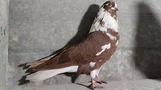 Мои николаевские голуби 🕊️ (красуня😍)