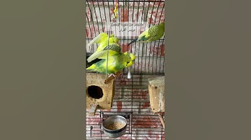#سورة_الرحمن #قرآن #عبدالباسط_عبدالصمد #مصر #اكسبلور #طيور #العراق #kuran #birds #america #budgies