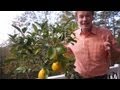 Winterizing Lemon Trees | At Home With P. Allen Smith