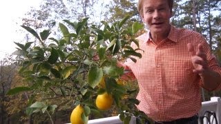 Winterizing Lemon Trees | At Home With P. Allen Smith