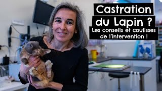 Castration du Lapin ! 🐰 #interventionchirurgicale by Tony et Léon - Conseils de vétérinaires 788 views 1 month ago 10 minutes, 5 seconds