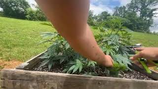 FACEBOOK LIVE #1 (late post)