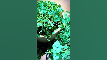 Cutting leaf twigs using sharp scissors #shorts