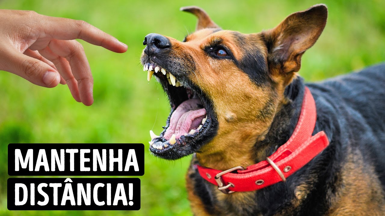 Não Se Aproxime de Um Cachorro com Uma Coleira Vermelha