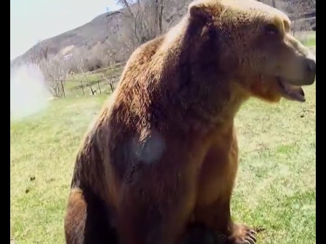 В поисках еды медведи все чаще выходят к людям