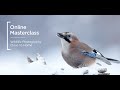 Online masterclass  wildlife photography close to home