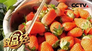 《致富经》草莓晚熟 价格翻倍 20200324 | CCTV农业