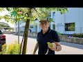 Varese - Parassita degli alberi, Zanzi boccia San Martino