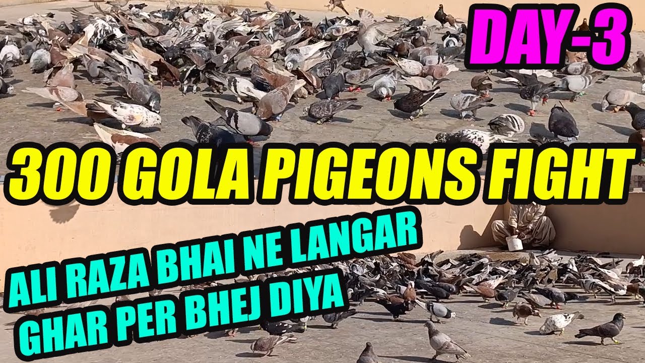300 Gola Pigeons Fight Day-3 Koray 300 Kabooter Langar Ghar Per Bhej Diya Ali Raza Bhai VS Uzair
