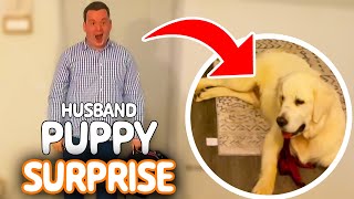 Surprising Husband With New Dog Pawsome Pets