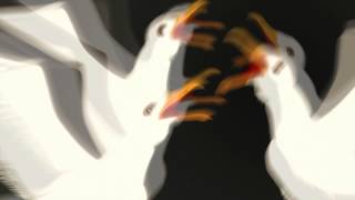 Fat Bicth - The Seagull