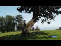 Les aiguilles de Baulmes, promenade Les Grébillons en compagnie d&#39;arbres extraordinaires.