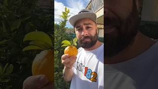 ASMR AMERICA'S ORIGINAL DUBBLE BUBBLE GUM (3 FRUIT FLAVORS) AND EATING...part3#funny #viral #asmr