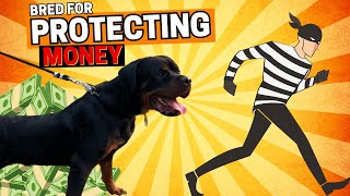 9 Facts about Rottweilers I Bet you Didn’t Know!