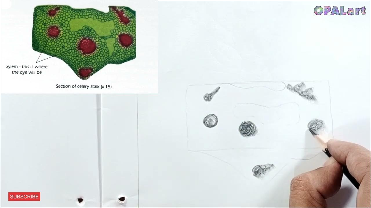 9th FB Biology Diagram 08Section of Celery Stalk YouTube