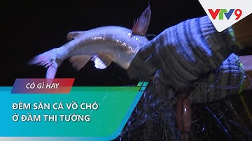 ĐÊM SĂN CÁ VỒ CHÓ Ở ĐẦM THỊ TƯỜNG