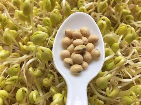 How To Sprout Soybeans - Cheap an Easy Method