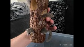 Mengenal African Pygmy Dormice, Tupai Mini Afrika