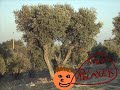 Bomen zaijn relaxed met zelfgemaakt clipje