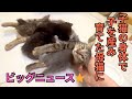 【136】未発達な体で外で出産した幼い母猫が我が子と共に、更に新たな家族が‼️目鼻ぐちゃぐちゃで保護された子猫達も皆大きな幸せを掴みました