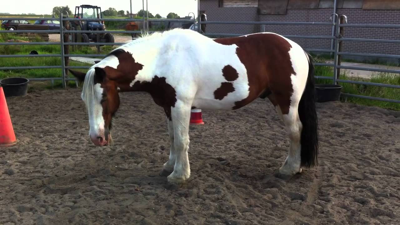 my narcoleptic horse YouTube