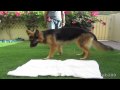 How To Train A Dog To Settle Down / Relax