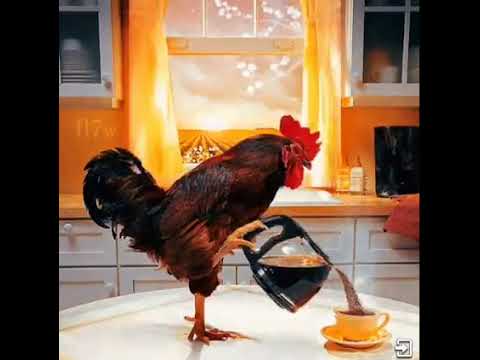 GALO SERVINDO CAFE - YouTube