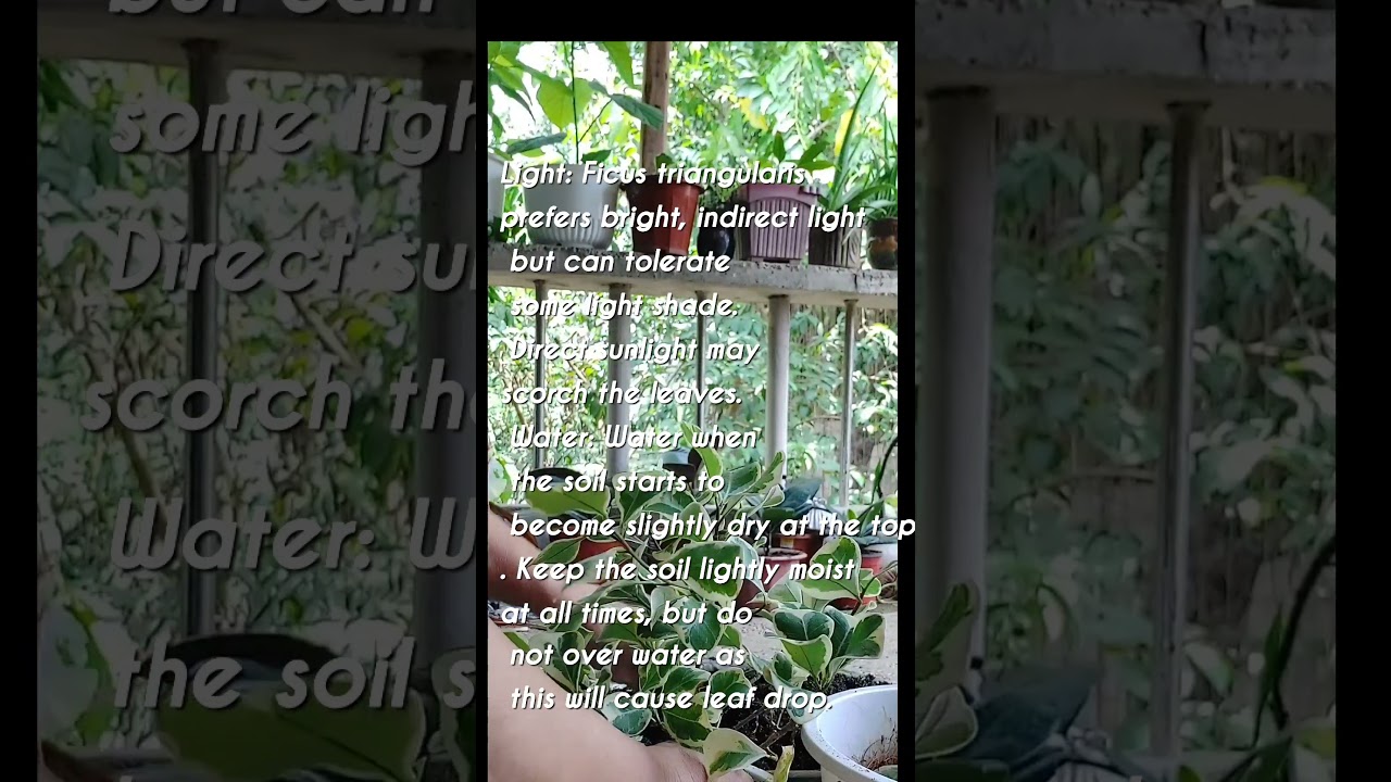 FICUS TRIANGULARIS CARE AND TIPS