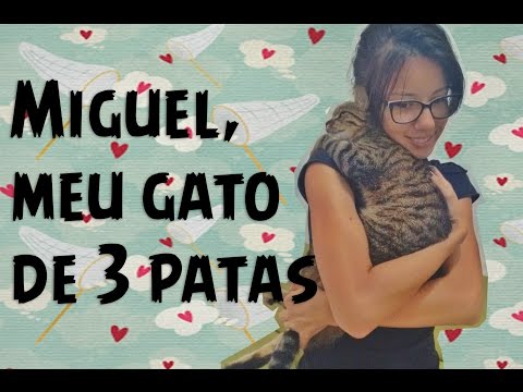 Vídeo: Gato Com Pernas Malformadas Finalmente Chega Ao Lar Amoroso Que Merece