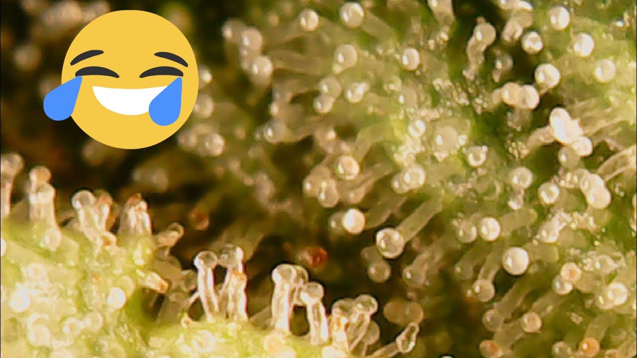 Trichomes - Headband - Day 43 - let’s take a look !