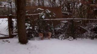 Toby in the yard ...
