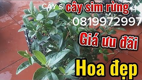 Sỉ lẻ cây sim rừng toàn quốc, cây cứng, đang ra hoa, tán khỏe/0819972997