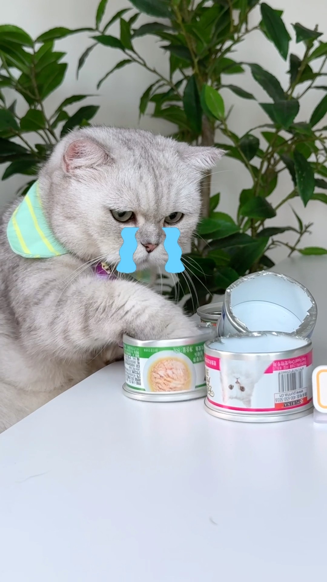 Conjuring the cat with an empty can. It's so cute. #catofyoutube