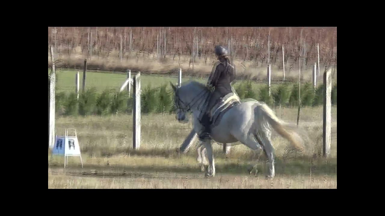 Lipizzanerwallach v. Favory XXIV-33 x Tulipan III-7, geb. 2006, Stkm. 153 cm
