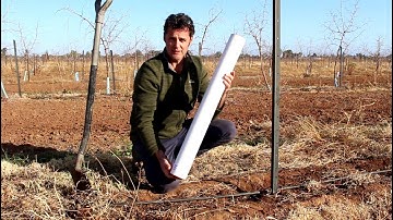 Ask Dr Jujube: 1.  Planting your Jujube Tree