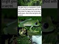 Nature’s Little Ghost
