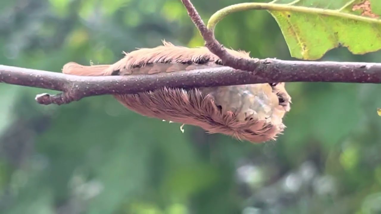 Southern Flannel Moth Caterpillar @ Juliette Ga 8-26-22