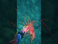 Two Lobsters one shot #fishing #spearfishing #islandlife
