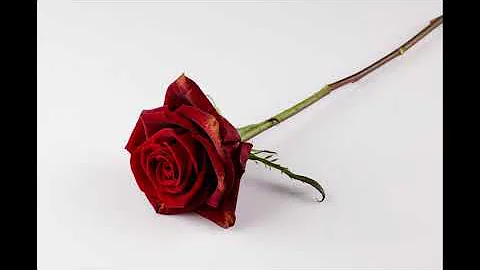 Happy Is the Man That Findeth Wisdom - Scripture Song, Proverbs 3:13-18  - from "Grace to Grace"