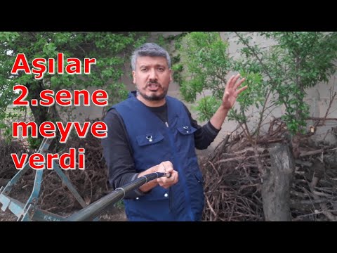 Video: Çeşit Leylak Aşılama. Hazırlık Aşaması